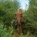 Janu stands in the newly reopened willow plantation 