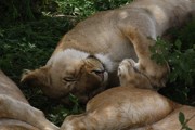 Wild lioness sleeps on green leaves