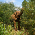 Janu the African Elephant uses his trunk to eat browse in the newly reopened Willow Plantation