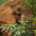 Close up photo of Janu the African Elephant enjoys the newly reopened willow plantation. 