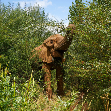 Janu an African Bull Elephant, stands surrounded by green foliage as he uses his trunk to reach for fresh browse in the Willow plantation.