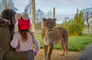 A mum and young daughter wearing winter coats and wrapped up for winter watching a lion through glass