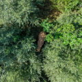 An African Elephant walks through the foliage in the newly reopened willow plantation.