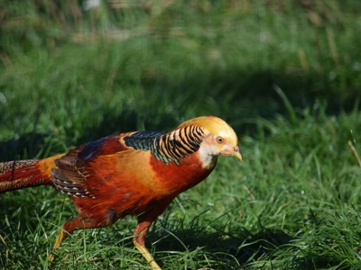 Golden Pheasant 1
