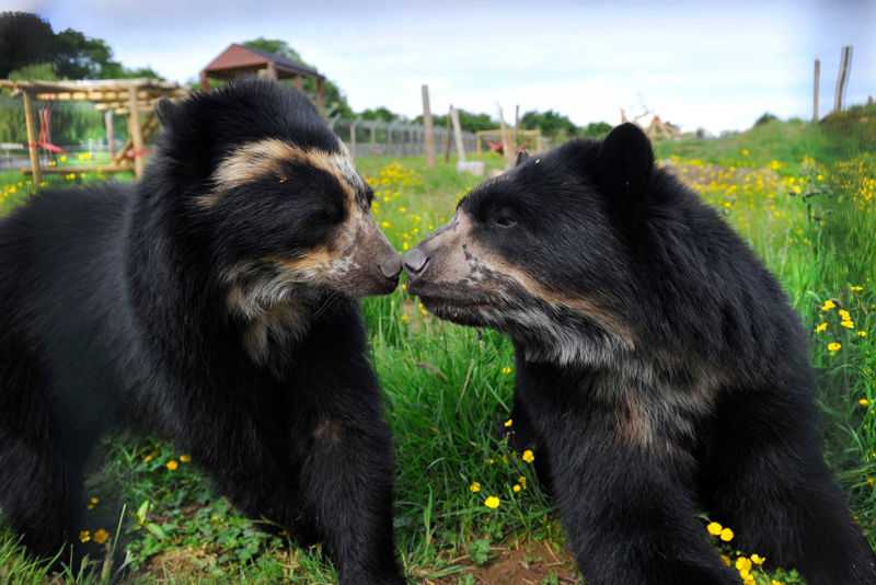 Spectacledbearsedit 05
