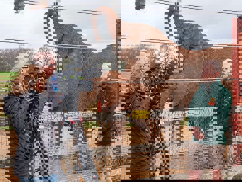 Tom Lindley - Elephants