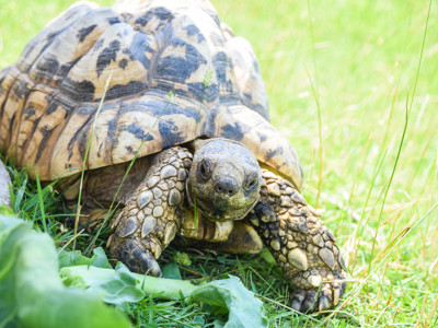Leopard Tortoise 1