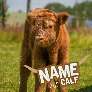 Ginger Highland cow stands in green field with graphic over  