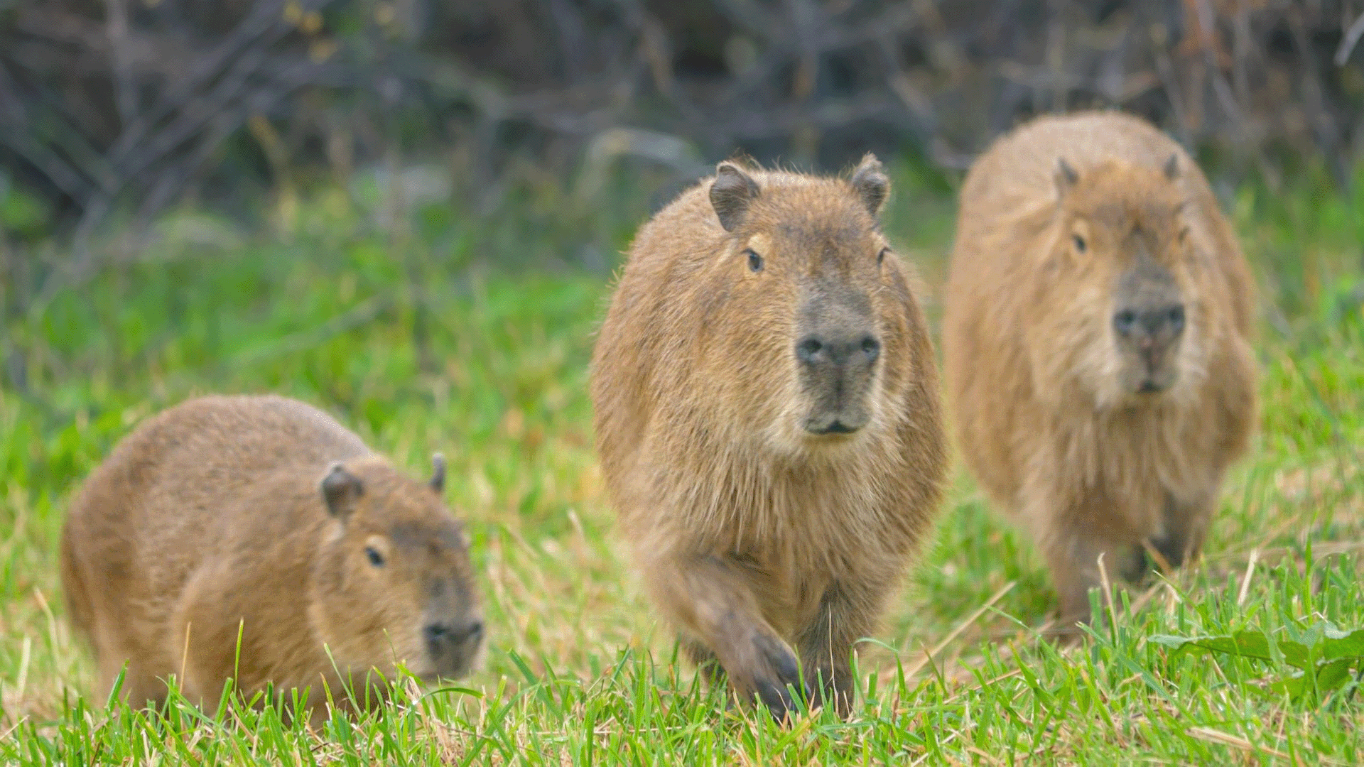 Capybara Vpn Capybara Mini Experience