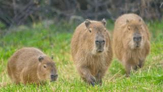 Capybara No Fence