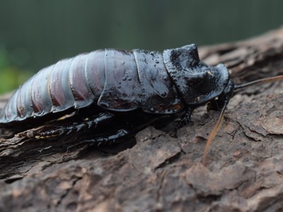 Hissing Cockroach 1