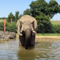 Male African Elephant stands in water in pool with a rock to his left and trees behind him. 