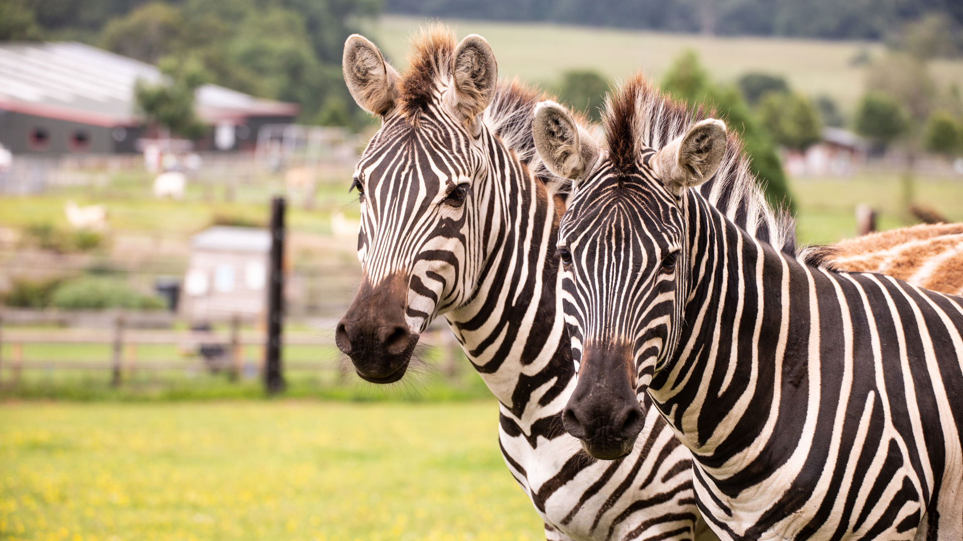 Getting Animals Adopt an Animal