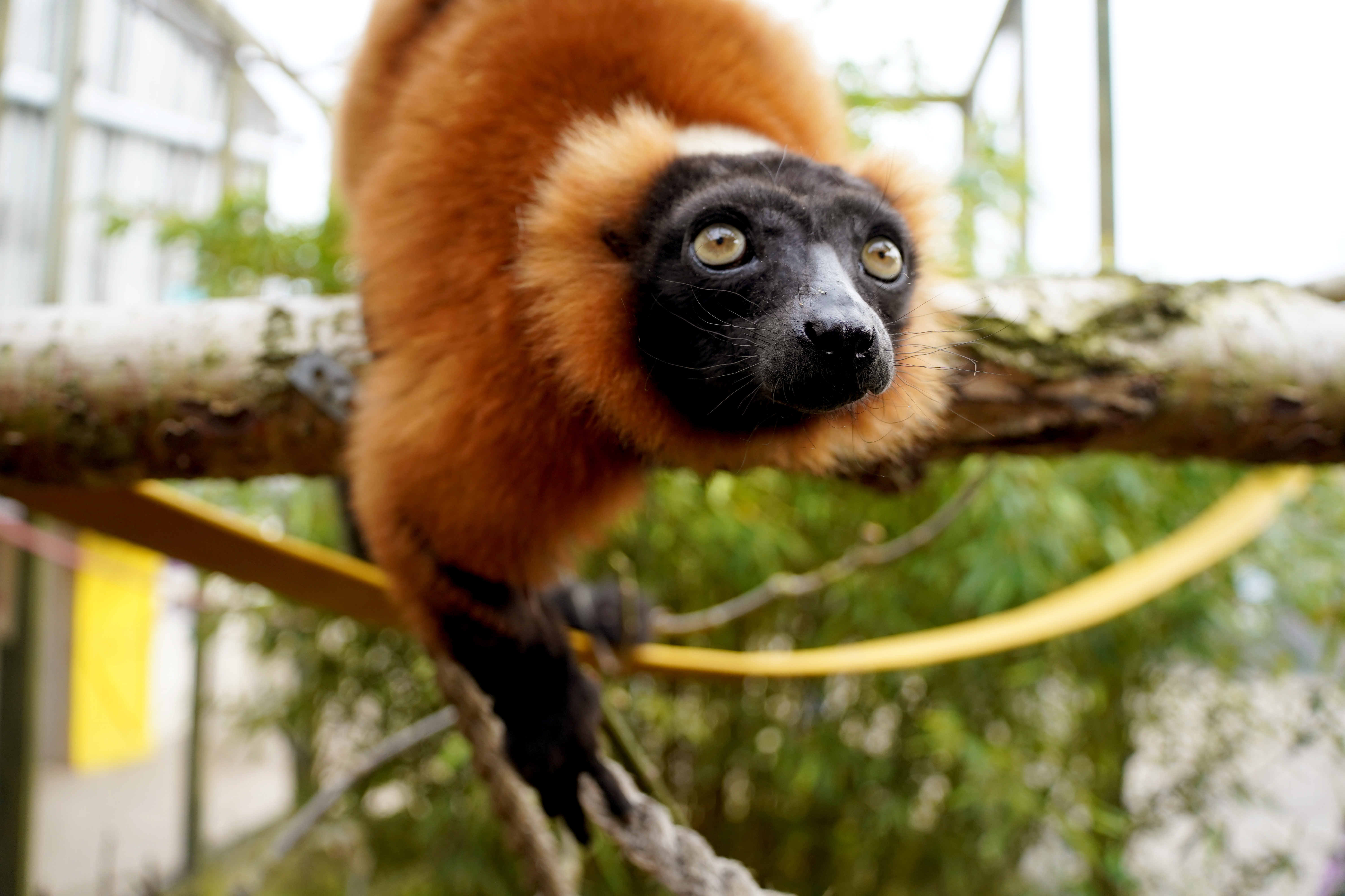 Fall Red Ruffed Lemur Meet Our New Arrivals: Critically Endangered Red Ruffed Lemurs at Noah ...