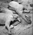 Elephant CCTV October 2026
