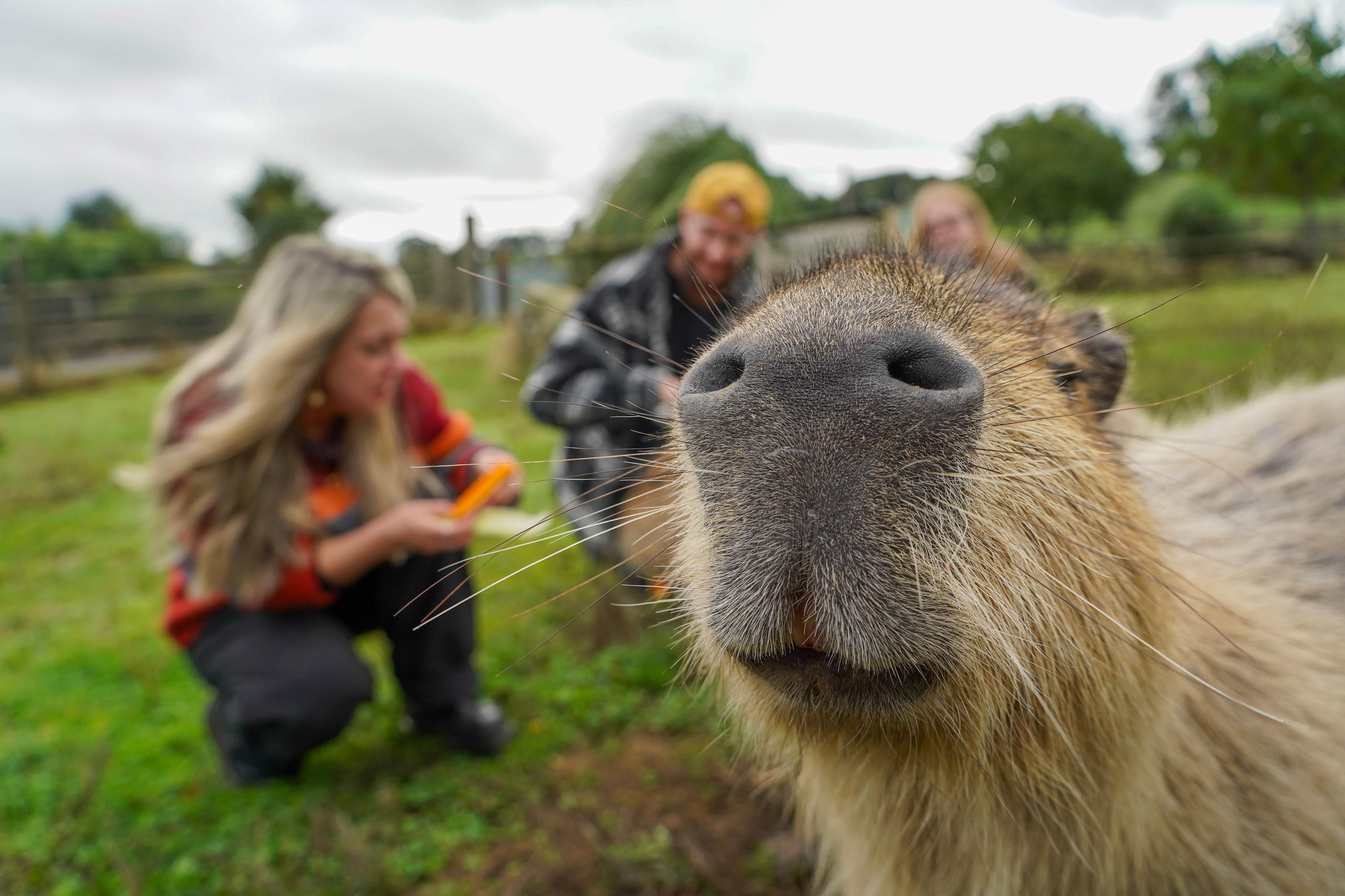 Capybaraencounterseptember2026 (17 Of 26)