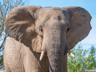 Uli - African Elephant (5)