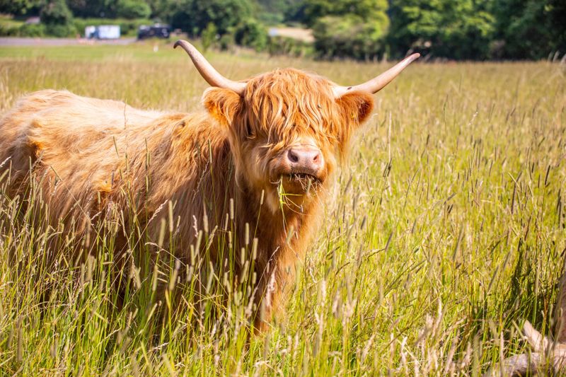 Highland Cow (1)