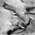 Elephant CCTV October 2026 2 (3)