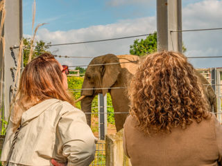 Summersetsafaripromotionelephant 1 Of 1