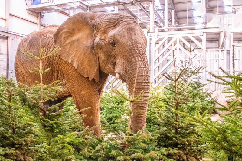 African Elephant, Janu Inspecting The Bigger Than Ever Tree Forest, Noah's Ark Zoo Farm Doug Evens