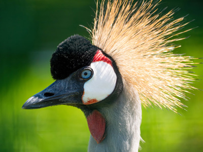 Crowned Crane