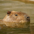 Capybara head emerging from water as it swims.
