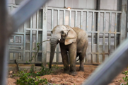 African Elephant eating green browse standing on sand inside of the elephant house with grey bars behind him. 