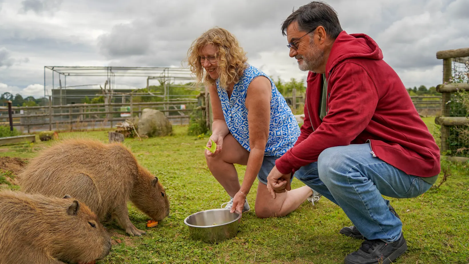 Capybara Training Capybara Mini Experience