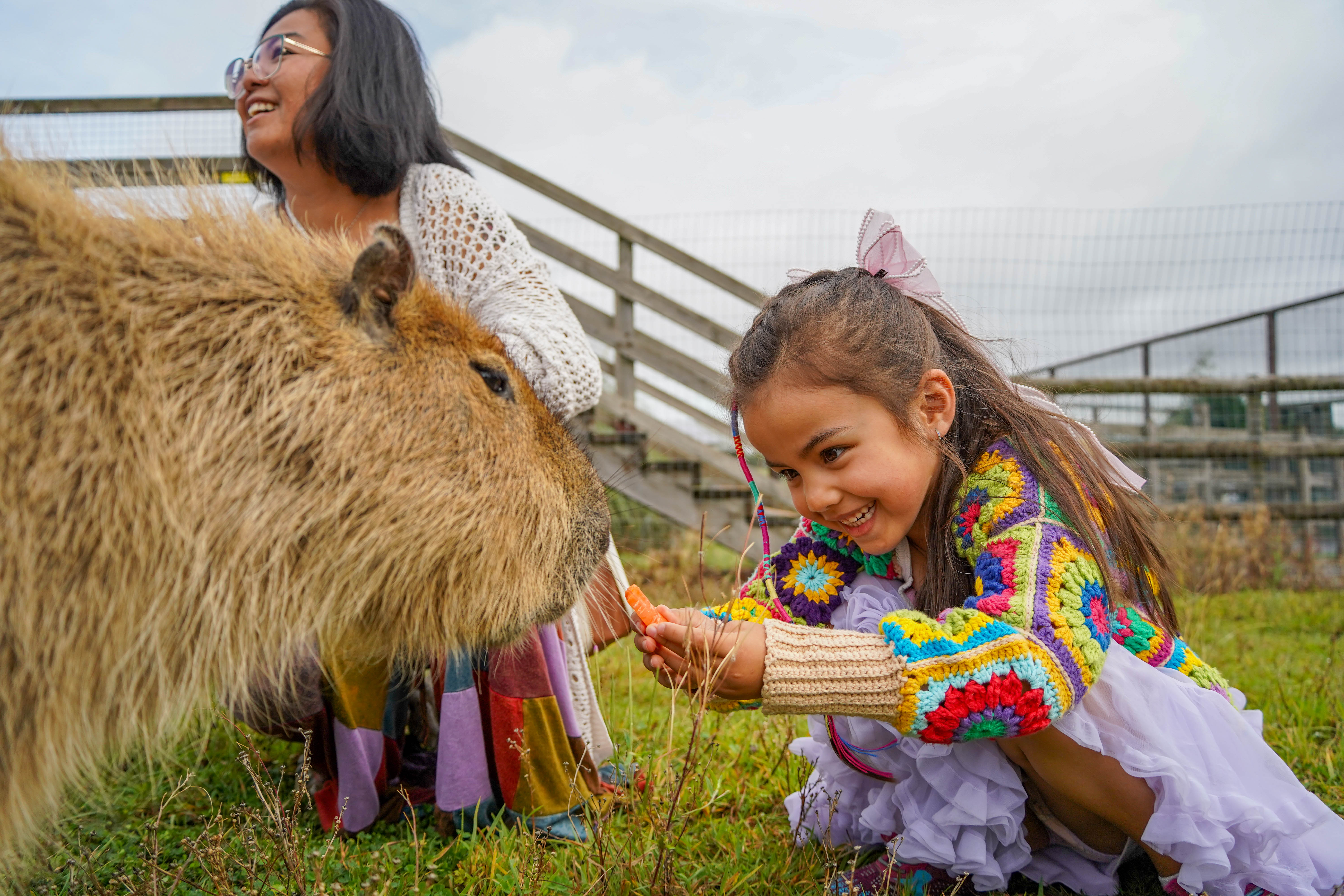 Young girl wearing a crochet cardigan and purple skirt feeds a capybara a carrot with her mum sat in the background. 