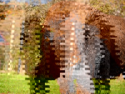 Bison