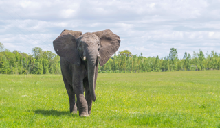 Sutton African Elephant