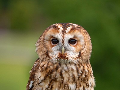 Tawny Owl 1