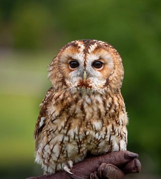 Tawny Owl 1
