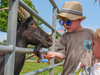 Farm Animal Feeding - Junior Keeper Experience