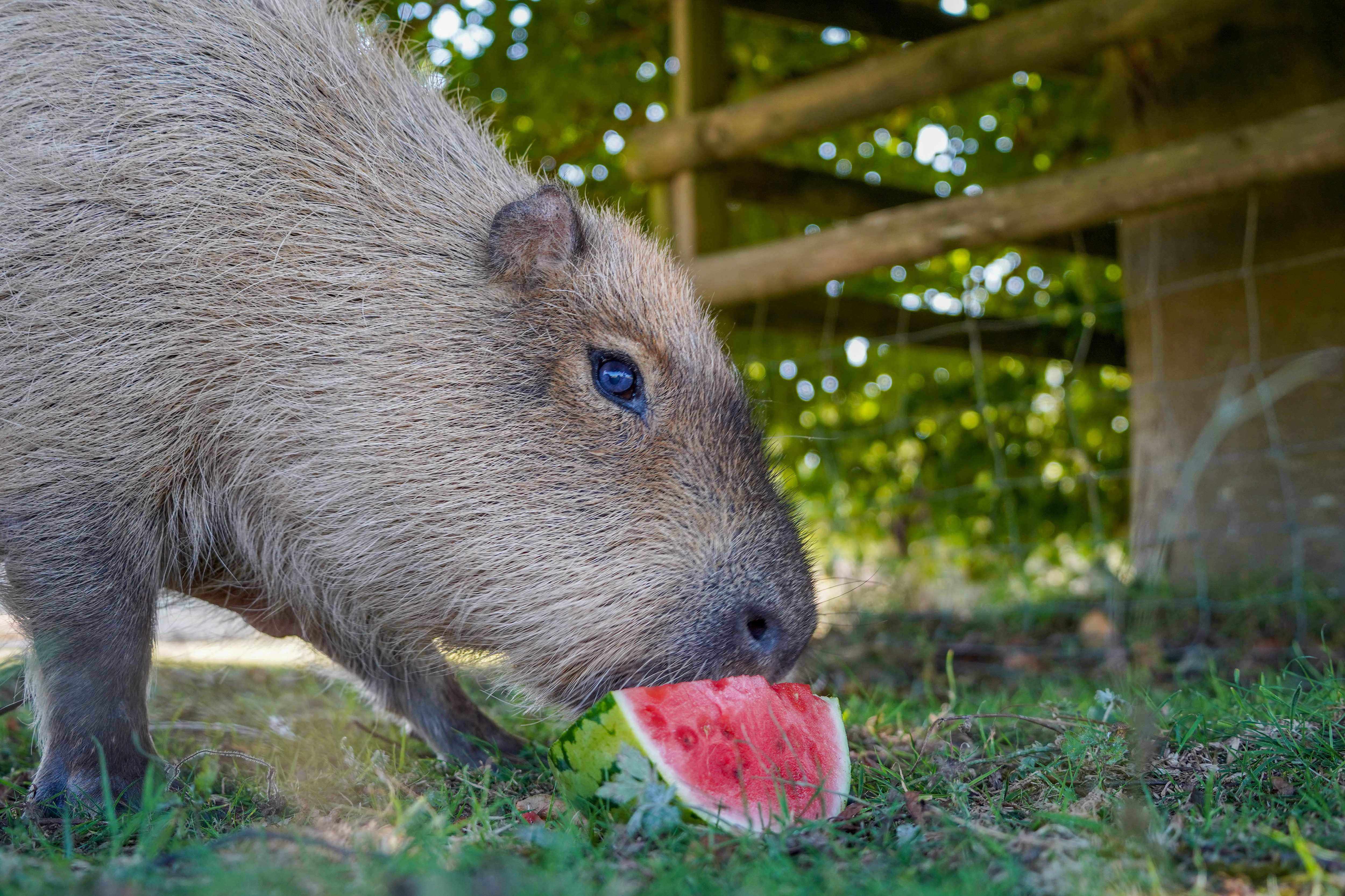 Capybara eating watermelon