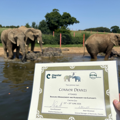 Elephant training certificate with elephants in their pool in the background.