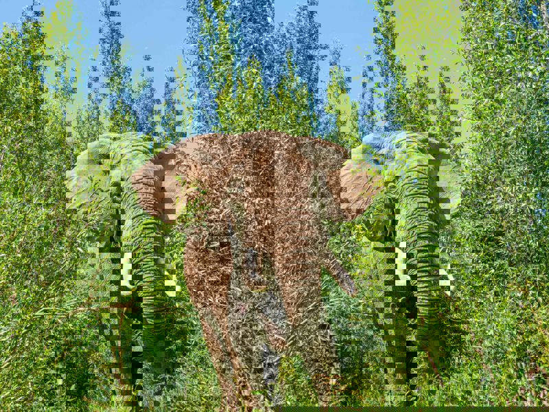 African Elephant - Shaka 3