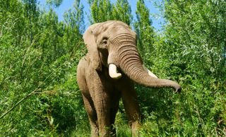ShakaAfricanElephant
