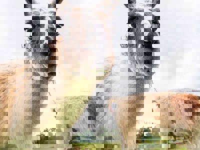 Llama