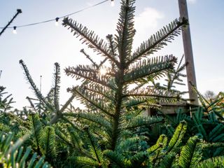 ChristmasTreeNoahsArkZooFarm