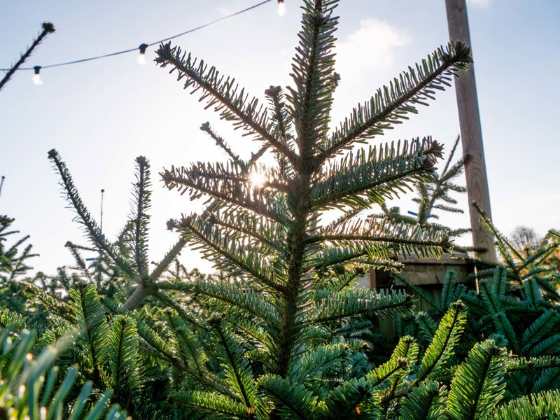 ChristmasTreeNoahsArkZooFarm