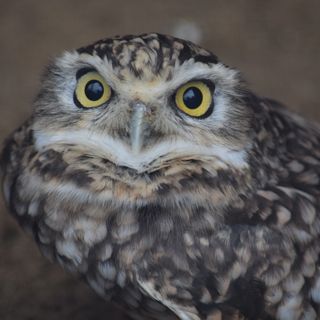 Burrowing Owl 1