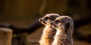 Meerkat