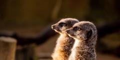 Meerkat
