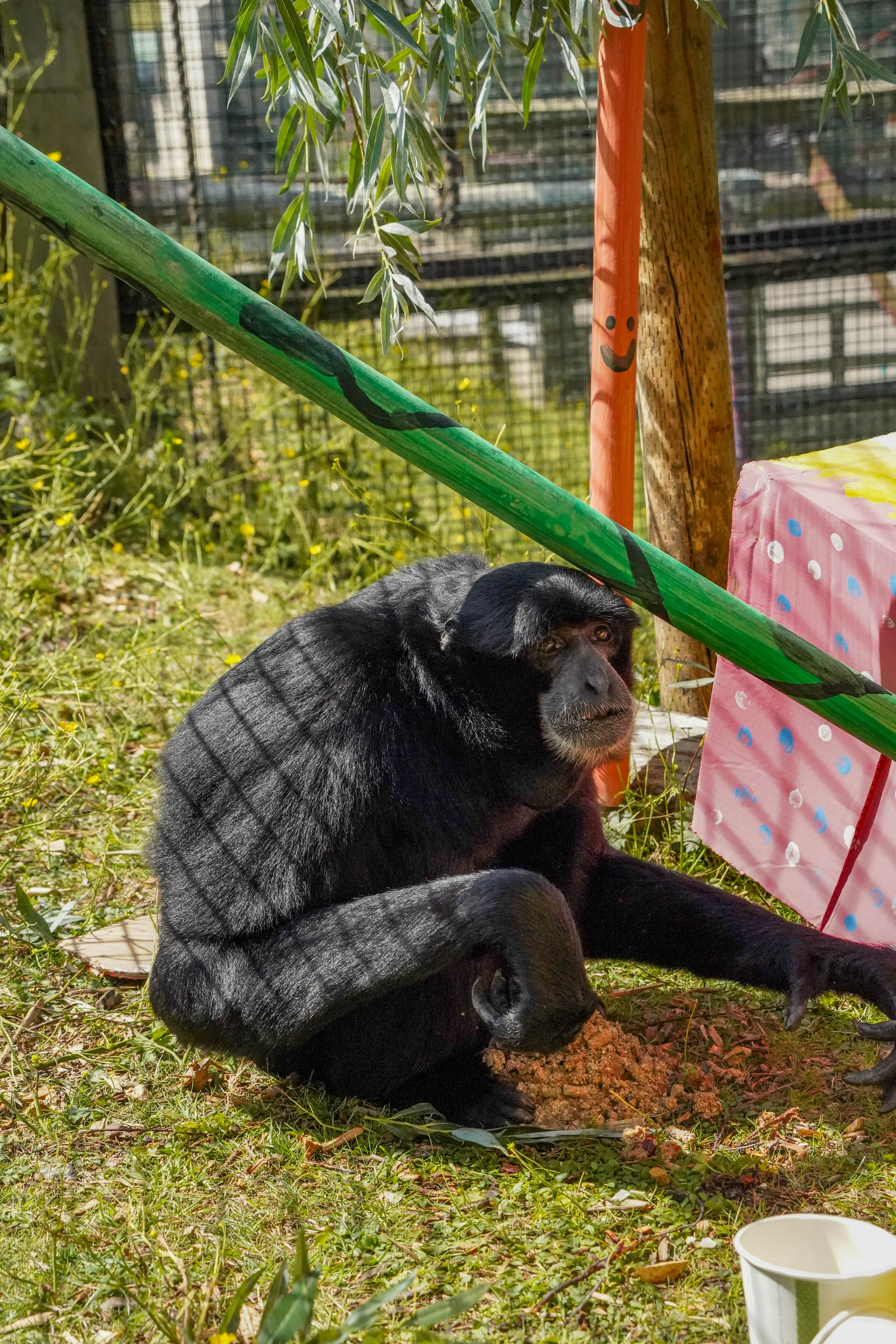 Seth11thbirthdaygibbon 13 Of 17