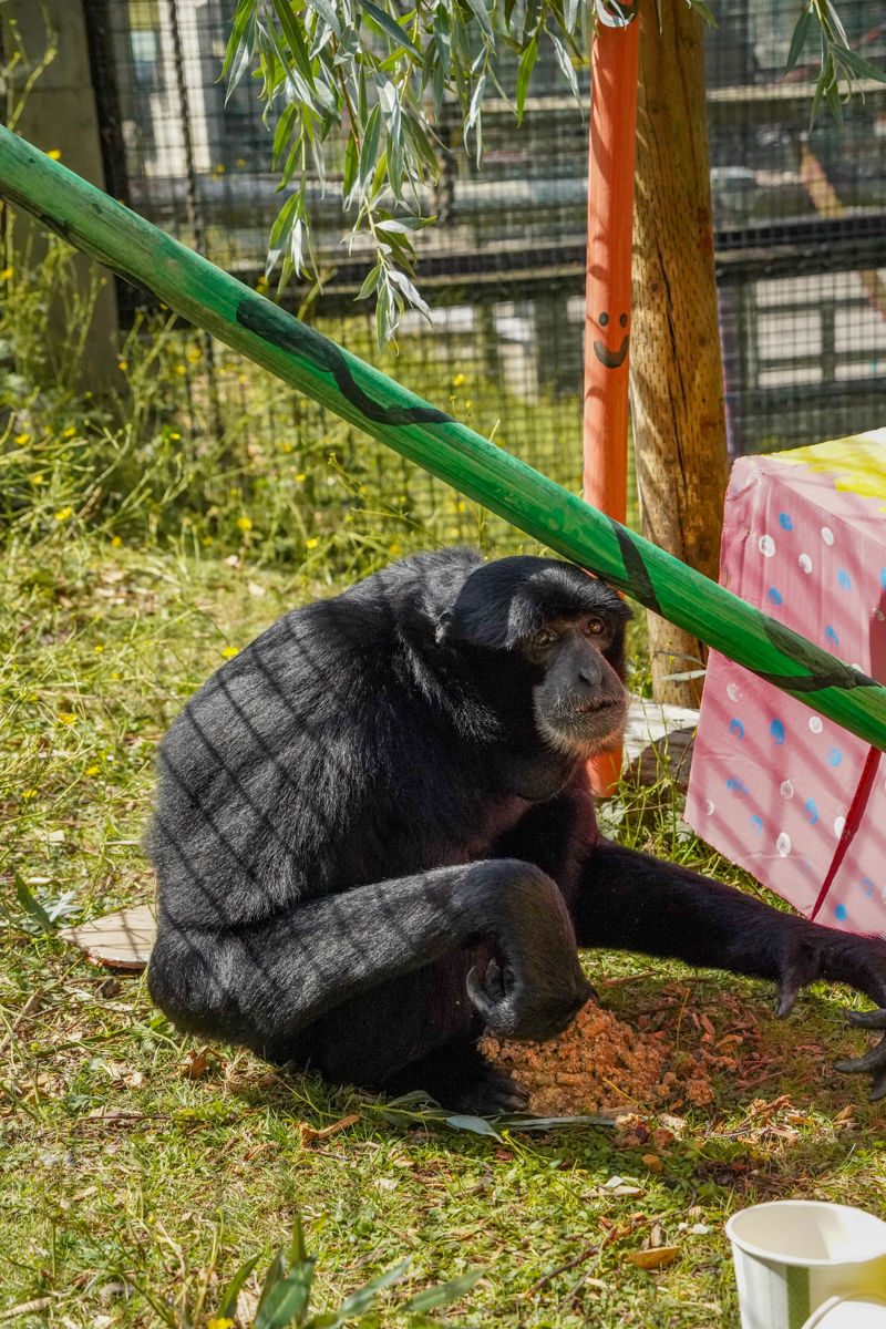 Seth11thbirthdaygibbon 13 Of 17