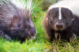 Porcupine & Skunk Encounter 6
