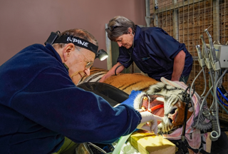 Dentist And Vet Work On And Monitor Aqua The Rescue Tiger