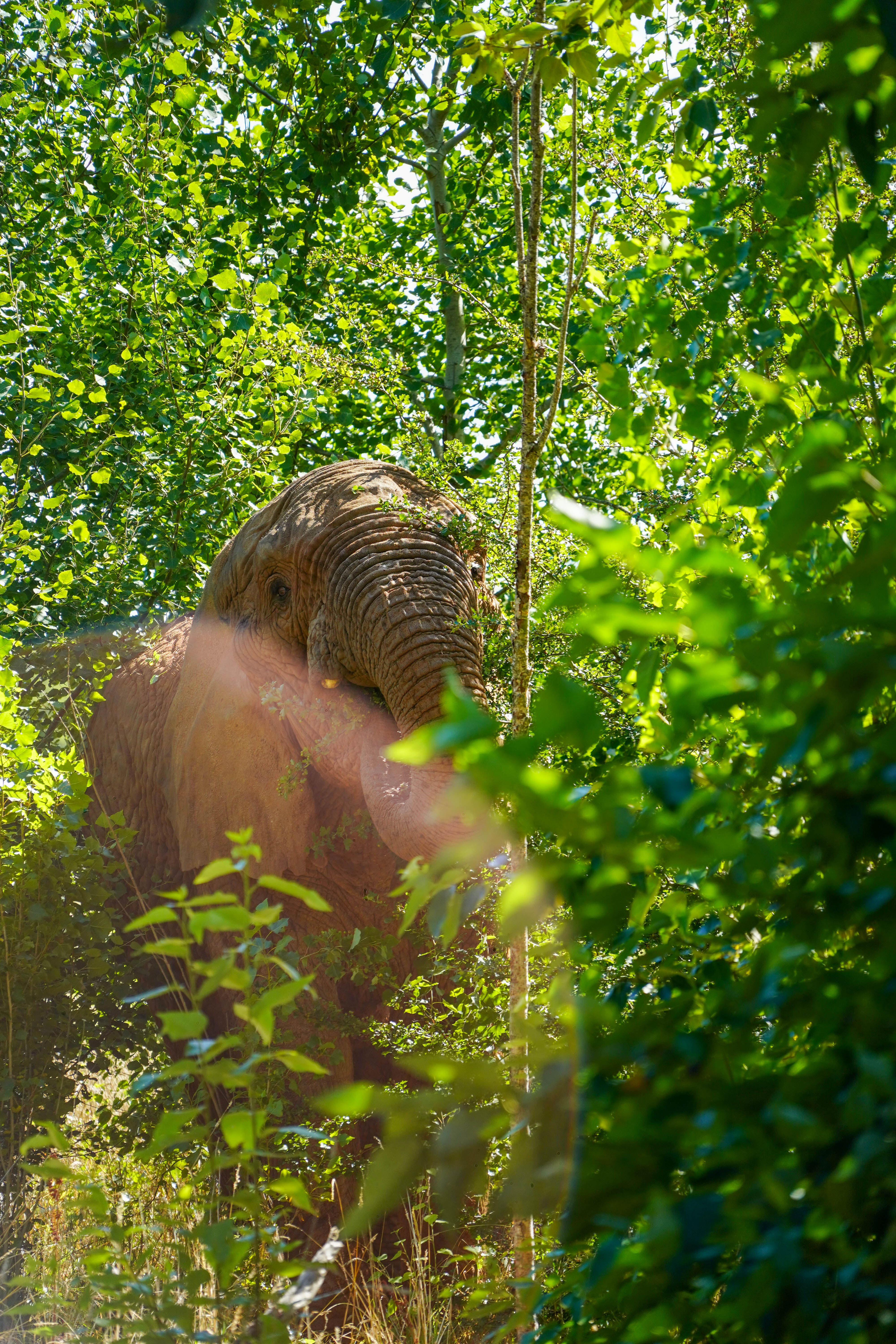 Africanelephantsplantationaugust2026 (1 Of 124)